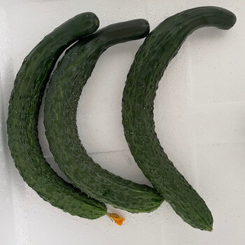 云南黄瓜现摘现发黄瓜批发绿心水果蔬菜特产二级弯瓜5斤高温地区纸箱