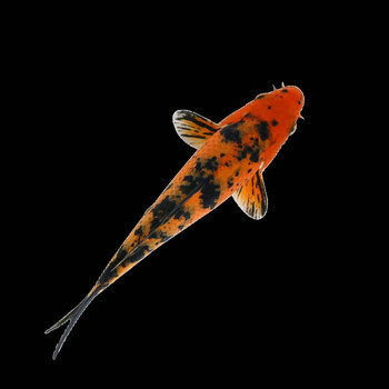 观赏鱼活体小型易养冷水淡水小鱼黄金龙凤红白招财金鱼语 虎皮锦鲤 18