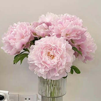 朵芮蜜山东重瓣芍药鲜切花进口重瓣插花水养花束鲜花同城基地直发
