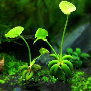 鱼官儿香蕉草1个水草活体植物水族箱装饰鱼缸造景