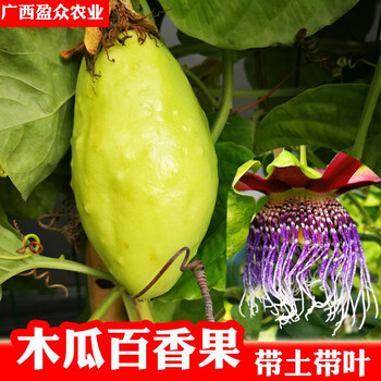 木瓜百香果苗新品种果树苗金香蜜四季果苗当年结果盆栽南方种植木瓜百香果15 25cm高 图片价格品牌报价 京东