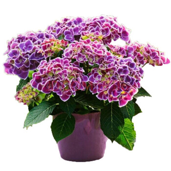 绣球花苗八仙绣球苗盆栽花卉无尽夏变色多色绣球花进口绣球花苗n 沃利紫3年苗 图片价格品牌报价 京东