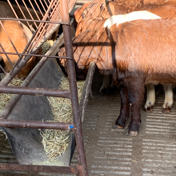 黄金羊活体黄金羊种羊波尔黄金羊黄金羊苗母羊羊仔公羊种 羊苗