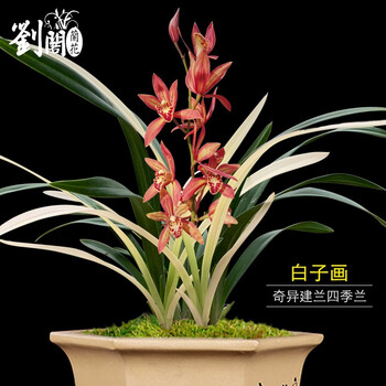 刘阁兰花苗建兰四季兰白子画夏带浓香花苞发货室内外花卉绿植盆栽