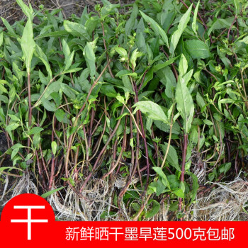 康中尊原生干货旱墨莲草现采旱莲草墨水草乌心草农村山货草药500g 图片价格品牌报价 京东