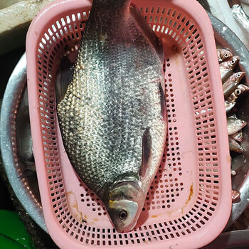 沢素湾 野生鳊鱼 微山湖野生武昌鱼 现杀 新鲜武昌鱼 淡水鲳鱼 【杀好