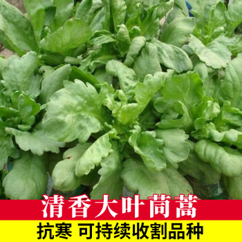 四季盆栽大田青菜種籽茼蒿菜籽種孑大全 大葉茼蒿50克裝(耐寒耐熱好)