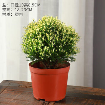 黄金雾松盆栽盆景植物室外室内绿植好养活办公室四季摆件松树造景