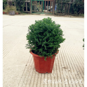 皮球松盆栽球松松柏球皮球柏皮球松中盆不含盆
