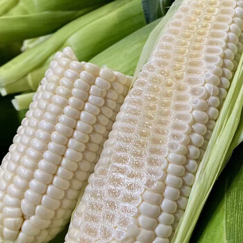 宋社【可以生吃的玉米】福建漳州牛奶水果玉米 鲜嫩清甜 淡淡奶香味