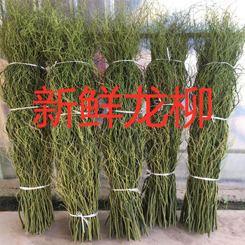 龙柳鲜插花辅材活龙柳婚庆专用拱门云龙柳鲜枝客厅落地装饰树枝1 5米高龙柳 白色 支 图片价格品牌报价 京东