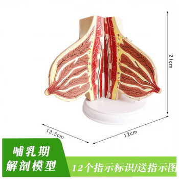 模型乳房结构解剖模型美容妇科用人体模型定制 哺乳期乳房解剖模型