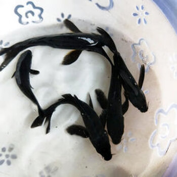 活鱼组合观赏鱼冷水红白三色金松银松白金黑锦鲤vakada1114cm墨鲤2条