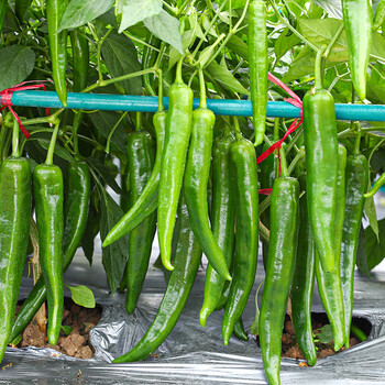 寿禾杭娇7号辣椒种子50粒袋