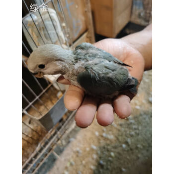 牡丹黃桃綠桃鳥活體雛鳥手養人寵物鳥活物幼鳥綠金頂雛鳥1525天新手大