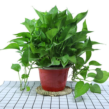 顺丰发货绿萝陶盆栽长藤大叶绿箩花卉盆景绿植新吊兰垂掉植物水培缤贤