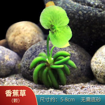 绿菊鱼缸水草植物活懒人水榕沉木莫斯草阴性蜈蚣草增氧草缸造景香蕉花 图片价格品牌报价 京东