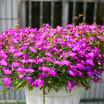 花晏 花种子四季室内盆栽种植易活套餐庭院花卉花草种子 六倍利 200粒