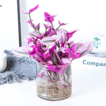 爵谷水培植物婚礼油画吊兰盆栽兰锦紫兰露阳台室内办公桌水养 油画