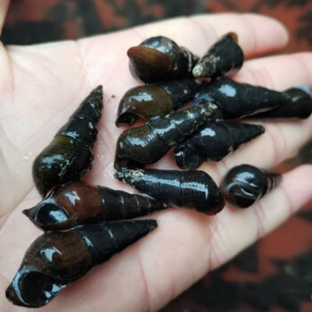 广西新鲜山坑螺野河坑螺黑钉螺黑螺长螺丝山螺特产5斤中大个