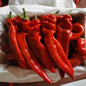 新鲜大红尖椒红辣椒农家批发红椒虎皮红椒剁椒辣椒酱红辣椒泡椒 5斤大