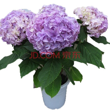 绣球花苗八仙绣球苗盆栽花卉无尽夏变色多色绣球花进口绣球花苗b 你我的完美3年苗 图片价格品牌报价 京东