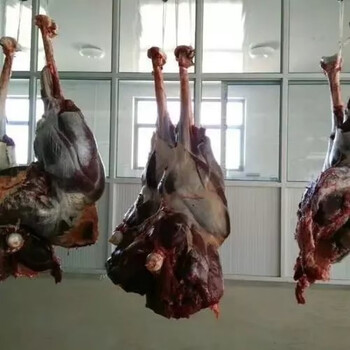 鸵鸟生鲜肉宰杀去筋去膜现杀现发精肉鸵鸟腿肉 5斤原切去皮去骨大腿肉