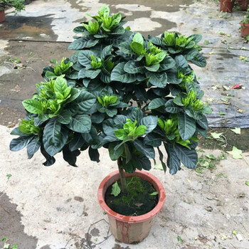 栀子花盆栽小叶独杆栀子花树苗牡丹大盆栽四季开盆景浓香型带花苞高杆