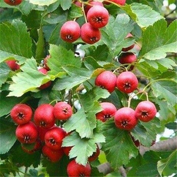 山楂树苗嫁接大金星甜红子棉球南方北方种植盆栽地栽当年结果 伏里红