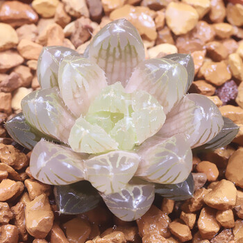 水晶玉露多肉植物十二卷类仙人球室内绿植盆栽萌肉t05 琥珀玉露3cm原