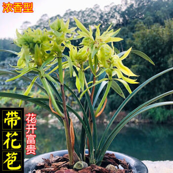 帶花苞 老種 包開花 蘭花 春蘭名品 九仙牡丹 花開富貴 濃香四季好養