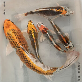 纯种锦鲤鱼风水鱼活鱼小金鱼银红金松叶冷水淡水观赏鱼纯种孔雀系优洒