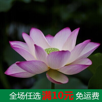 碗莲水培植物花种四季室内开花水养睡莲荷花种子莲花种籽盆栽纯露已开口50粒 图片价格品牌报价 京东