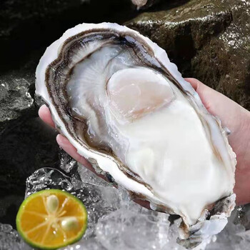 三倍体九能jiuneng乳山生蚝鲜活特大牡蛎生鲜贝类新鲜海蛎子清蒸小肥
