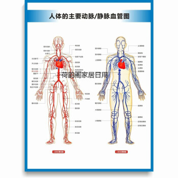 人体背部血管分布图图片