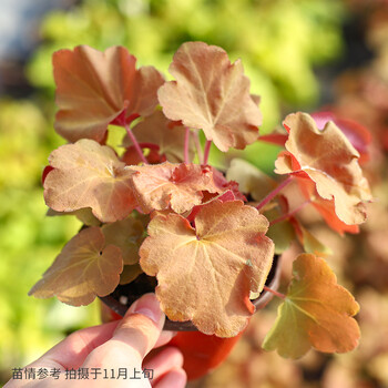 矾根组合盆栽大苗彩叶草观叶植物阳台庭院耐寒好养活 姜黄色 饴糖