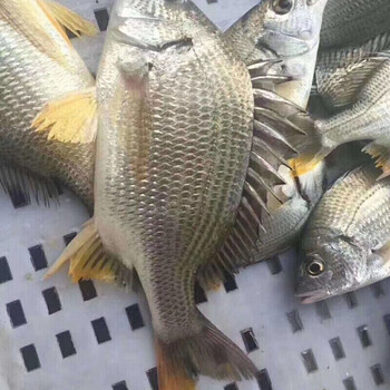勤臣黄翅鱼新鲜天然海鱼黄鲷鱼活鱼海鱼1斤装
