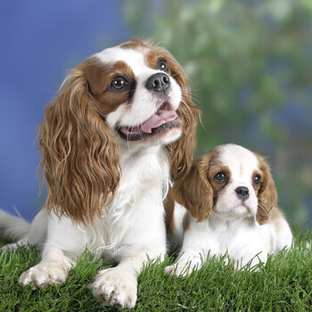 查理王小猎犬幼犬活体纯种宠物狗狗查理王小猎犬活体幼犬幼崽 高品质