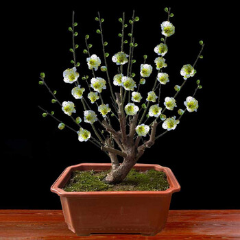 花如嫣绿梅盆栽老桩盆景耐寒植物庭院阳台绿萼梅花地栽绿花原生红梅