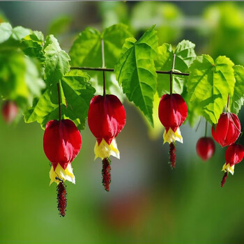藤本花卉悬风铃花蔓性红灯笼花盆栽藤蔓植物庭院阳台爬藤四季中苗好看50 60厘米长 图片价格品牌报价 京东