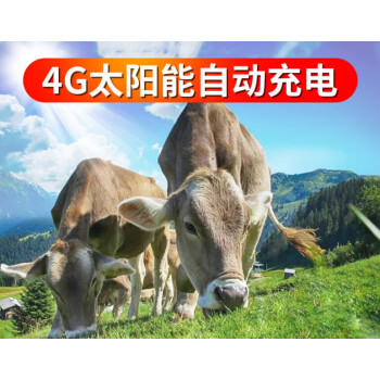 星棠牛羊定位器山區放牧專用gps衛星追蹤神器訂位馬動物防 鋼釦防凍款