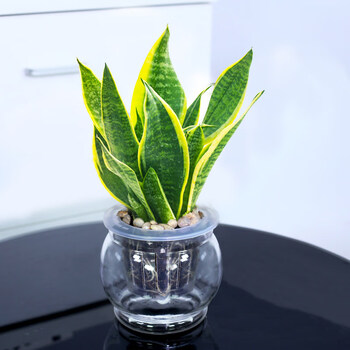 惜林园水培绿植植物盆栽花卉桌面室内净化空气小盆栽虎皮兰盆子随机带