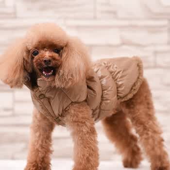 Slpc 狗狗衣服冬天小型犬泰迪博美比熊小狗衣服幼犬保暖狗棉衣宠物马甲猫咪加厚衣服咖啡色xl 建议体重10 14斤 图片价格品牌报价 京东