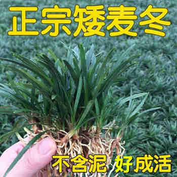 意轩麦冬草玉龙草日本矮麦冬青叶金边麦冬庭院绿植四季常青耐寒庭院 矮麦冬玉龙草1斤【含肥料】