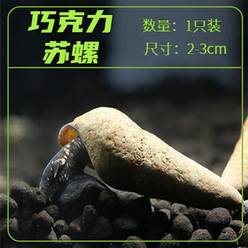 螺水族草缸除藻除苔清洁鱼缸的螺包活-岚黛 巧克力苏螺2只装/2-3cm