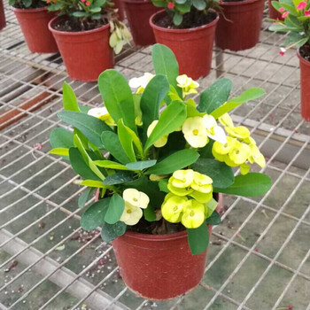 虎刺梅铁海棠四季开花盆栽花卉阳台庭院花苗室外盆景观花植物 黄色
