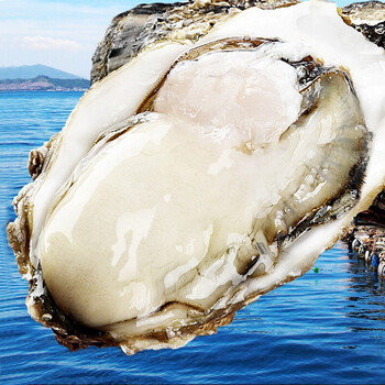 鲜少年乳山地生蚝鲜活新鲜保活生蚝烧烤食材生鲜贝类海