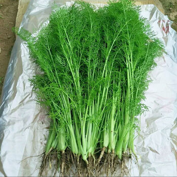 预售 【现割现发】小茴香菜新鲜头茬荤香苗回香河北特产时令蔬菜 2斤