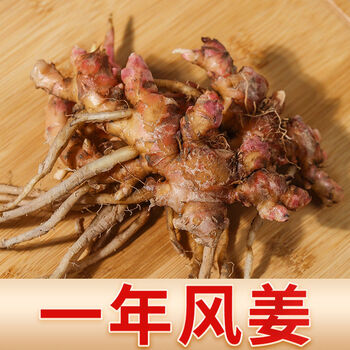 风姜坐月子姜月婆姜高良姜驱寒煲鸡新鲜 一年风姜 1斤【净重】