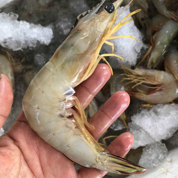 老扣湛江天然大明虾鲜活新鲜对虾基围虾大海虾海鲜特产水产顺丰特大虾